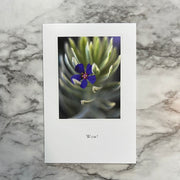 Pacific Blue Pimpernel Thank You Card
