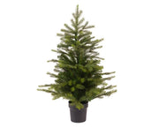 Grandis Mini Potted Tree