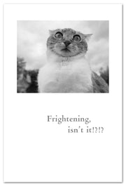 Scared Kitty Birthday Card