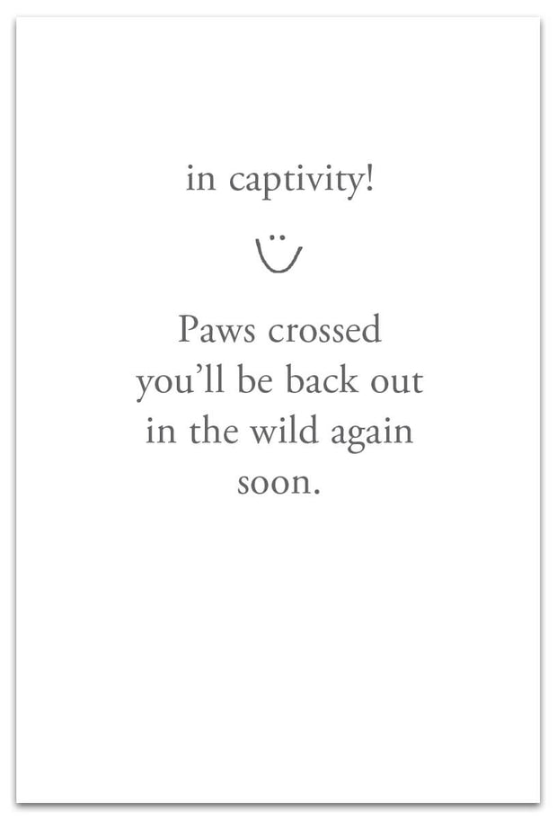 Snarly Polar Bear Feel Better Card