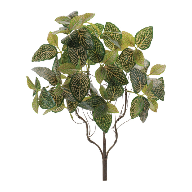 Fittonia Leaf Bush 19”H