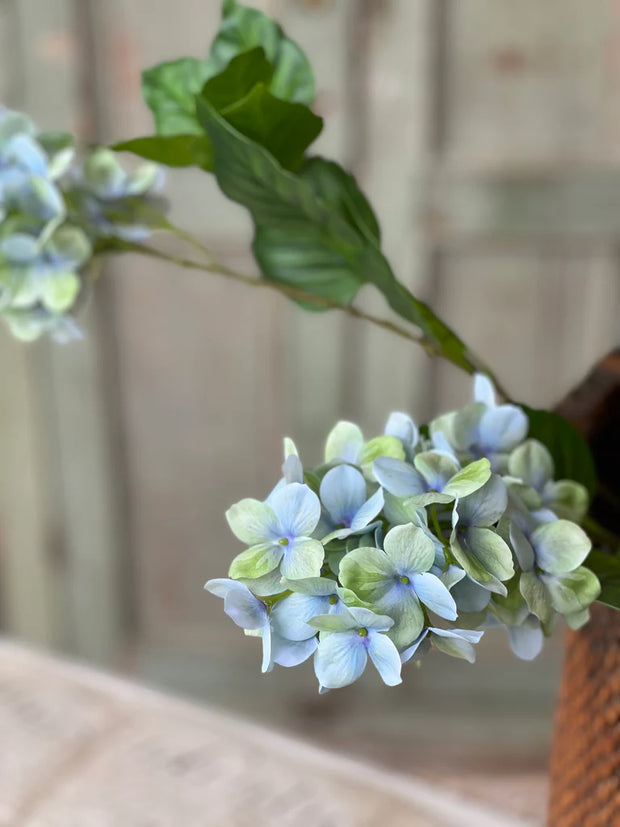 Pinnacle Hydrangea - Seaglass