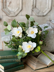 20" Astaire Magnolia Bush