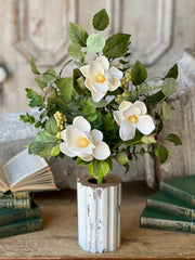 20" Astaire Magnolia Bush