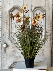 31" Caraway Coneflower in Pot