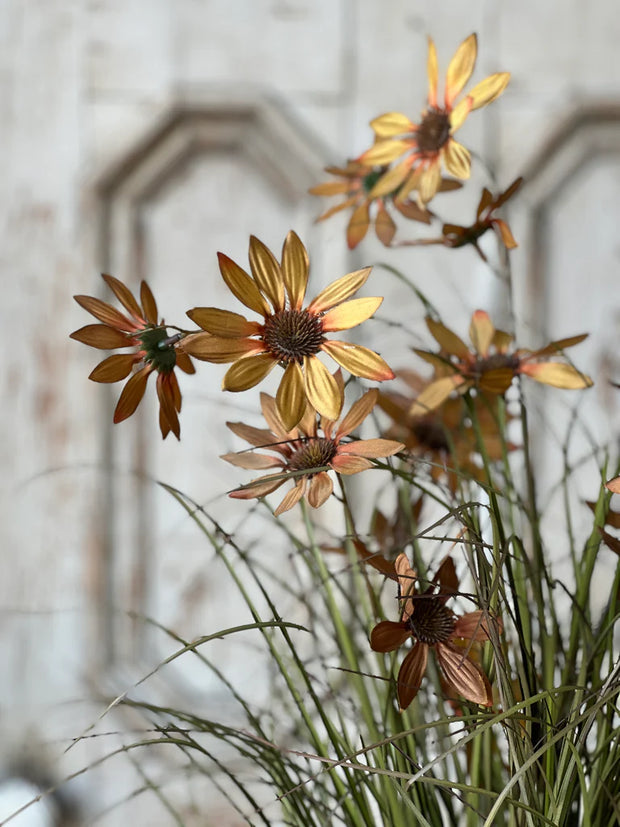 31" Caraway Coneflower in Pot