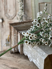 30" Fairchild Daisy Bundle