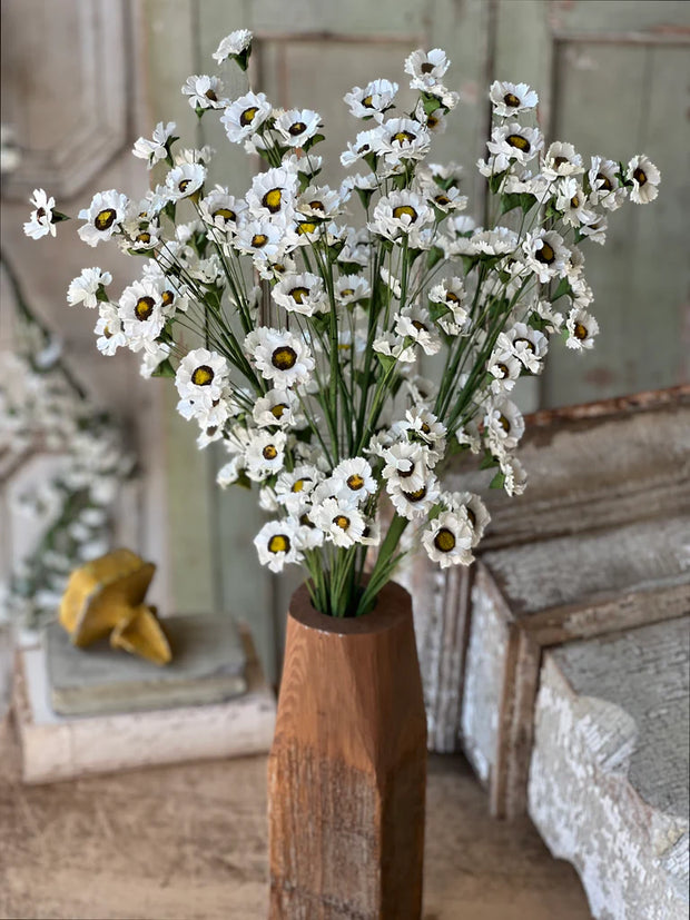 30" Fairchild Daisy Bundle