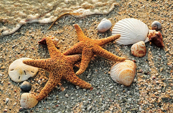 Starfish Pair Anniversary Greeting Card – Cattail Cottage